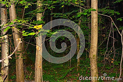 The beauty of Russian nature.Night forest. Stock Photo