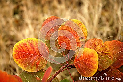 From a series: autumn gold. Stock Photo