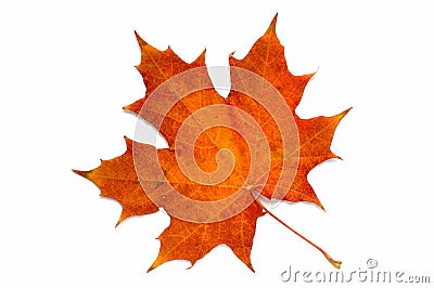 From a series: autumn leaf. Stock Photo