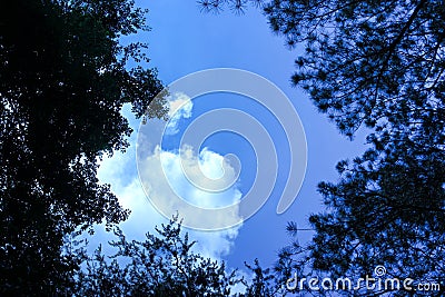 A canopy of assorted trees partially hiding a blue sky with a large cloud Stock Photo