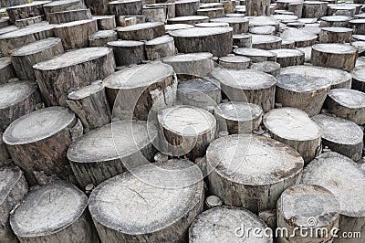 A series of densely packed chopped tree trunk logs Stock Photo