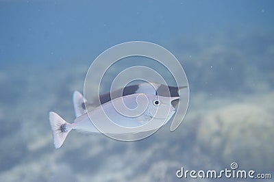 Series of fishes Stock Photo