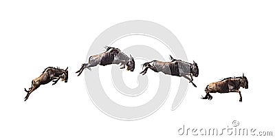 Series of Isolated Leaping Wildebeest Stock Photo