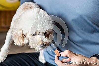 Series of person feeding pet dog with preventive heartworms chewable Stock Photo