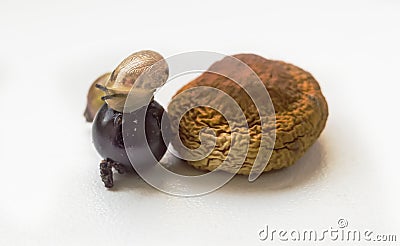 Series of photographs. Macro mode. Movement of the snail lat. Helix pomatia on the black currant berry. Sideways. Frame number 3 Stock Photo