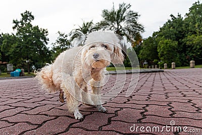 Series of poodle pet dog pooping feces shit on road pavement Stock Photo