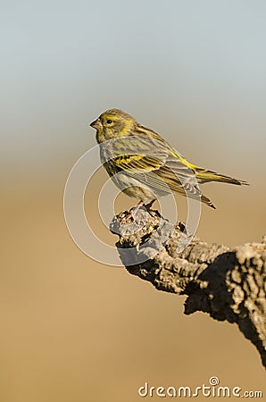 Serin Stock Photo