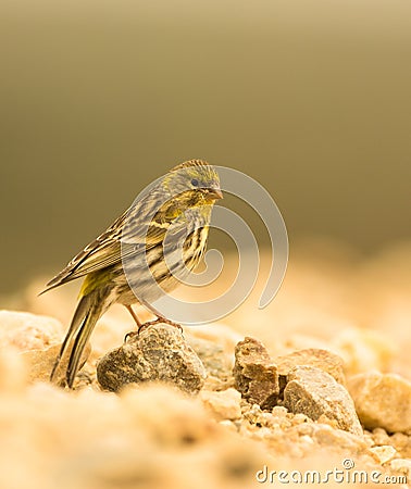 Serin bird Stock Photo