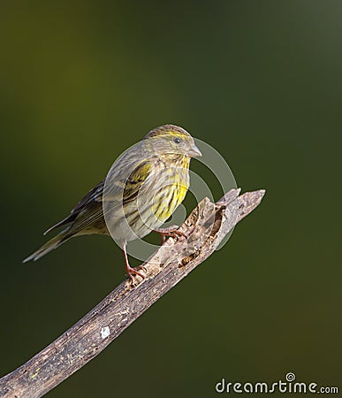 Serin on branch Stock Photo