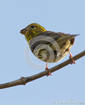 A Serin eating seeds Stock Photo