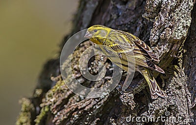 Serin Stock Photo