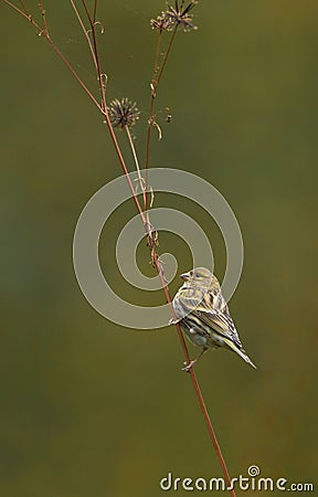 Serin perching on dry plant Stock Photo