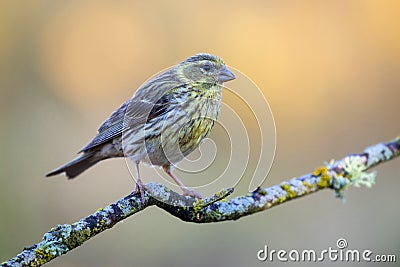 Serin Serinus serinus female on branch covered in lichen, LeÃ³n, Spain Stock Photo