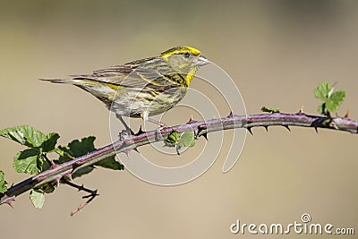 Serin Serinus serinus male on branch of blackberry, LeÃ³n, Spain Stock Photo