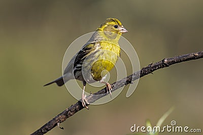 Serin Serinus serinus male perched on a branch, LeÃ³n, Spain, Europe Stock Photo