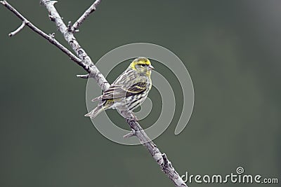 Serin, Serinus serinus Stock Photo