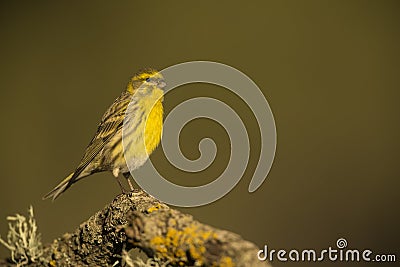 Serin Stock Photo