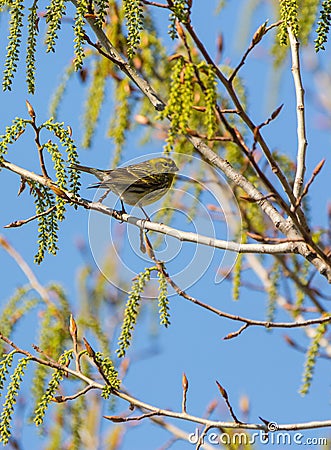 Serin in spring Stock Photo