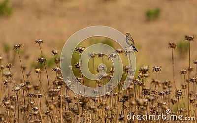 Serin on Thistle plants Stock Photo