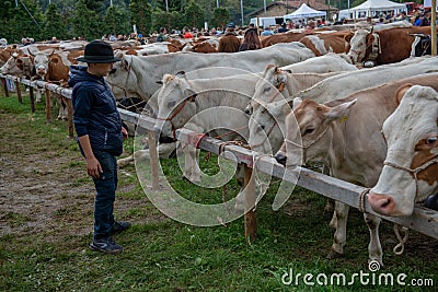 Livestock Fair, the largest cattle show in the Bergamo valleys Editorial Stock Photo