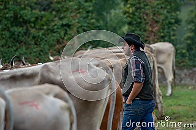 Livestock Fair, the largest cattle show in the Bergamo valleys Editorial Stock Photo