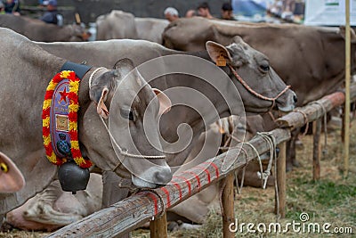 Livestock Fair, the largest cattle show in the Bergamo valleys Editorial Stock Photo