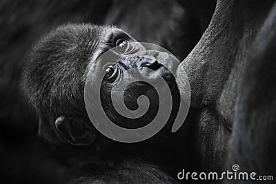 Serious baby gorilla in profile with shining eyes drinks milk, sucks mother`s breast, sissy Stock Photo