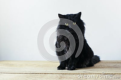 Serious black cat sitting in a living room setting with a white background wall. Stock Photo