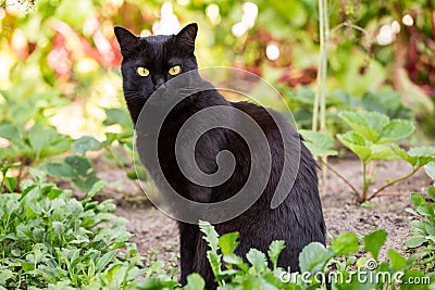 Serious bombay black cute cat portrait outdoors in grass Stock Photo