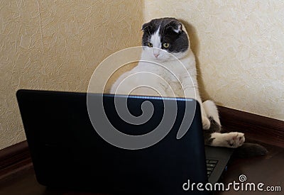 Serious cat sitting in front of laptop and stares at the monitor Stock Photo