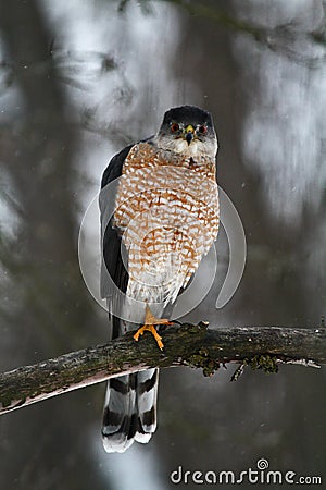 Serious Coopers Hawk Staring at You - Accipiter cooperii Stock Photo