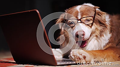 Serious dog-businessman working with a laptop. Funny animals concept Stock Photo