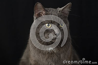 A serious and judgmental black cat on a black background.Studio photography Stock Photo