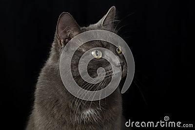 A serious and judgmental black cat on a black background.Studio photography Stock Photo