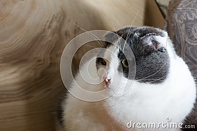 Serious leery lop-eared cat looks suspiciously Stock Photo