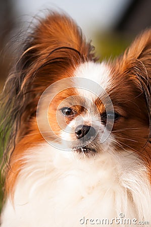 Serious look of papillon dog Stock Photo