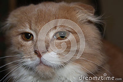 Serious lop-eared cat looking at the camera Stock Photo