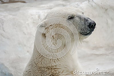 Serious Polar Bear Head Stock Photo