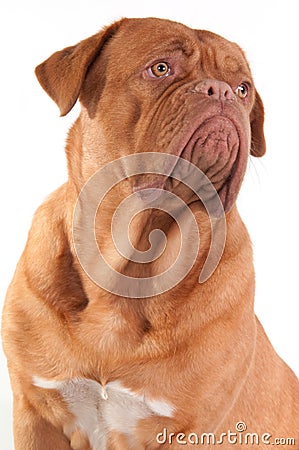 Serious puppy looking aside isolated on white Stock Photo