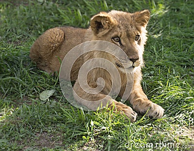 Young lion king on the grass Stock Photo