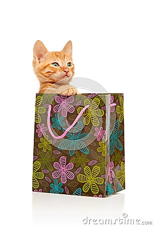 Seriously glamorous little red kitten sitting in flowered green, pink and blue shopping bag Stock Photo