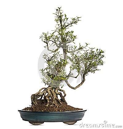 Serissa bonsai tree, Serissa foetida, isolated Stock Photo