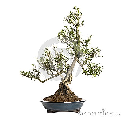 Serissa bonsai tree, Serissa foetida, isolated Stock Photo
