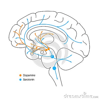 Serotonin and dopamine pathway Vector Illustration