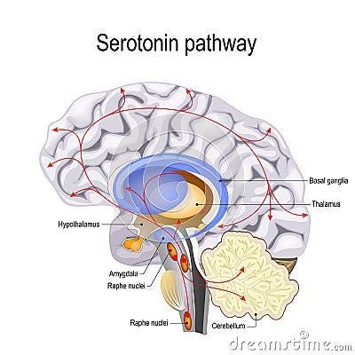 Serotonin pathway. vector diagram Vector Illustration