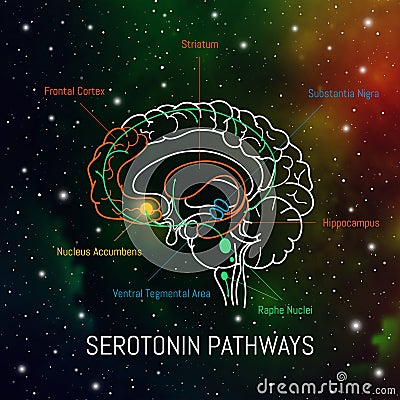 Serotonin pathways in the brain. Neuroscience medical infographic. Striatum, substantia nigra, hippocampus, ventral tegmental area Stock Photo