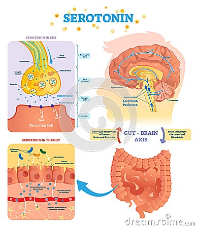 Serotonin vector illustration. Labeled diagram with gut brain axis and CNS. Vector Illustration