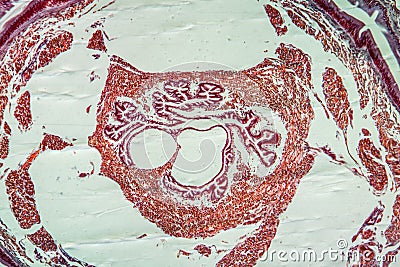 Serous gland tissue Stock Photo