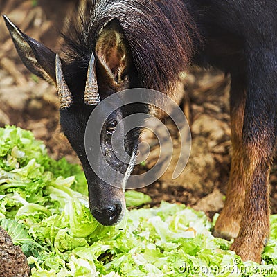 Serow, the endanger species Stock Photo