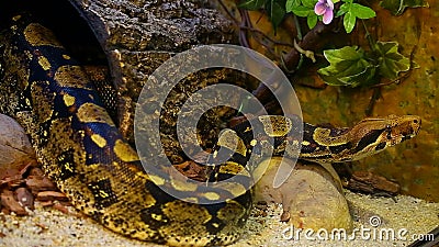 Serpent de constricteur de boa banque de vidéos Serpent de constricteur de boa banque de vidéos